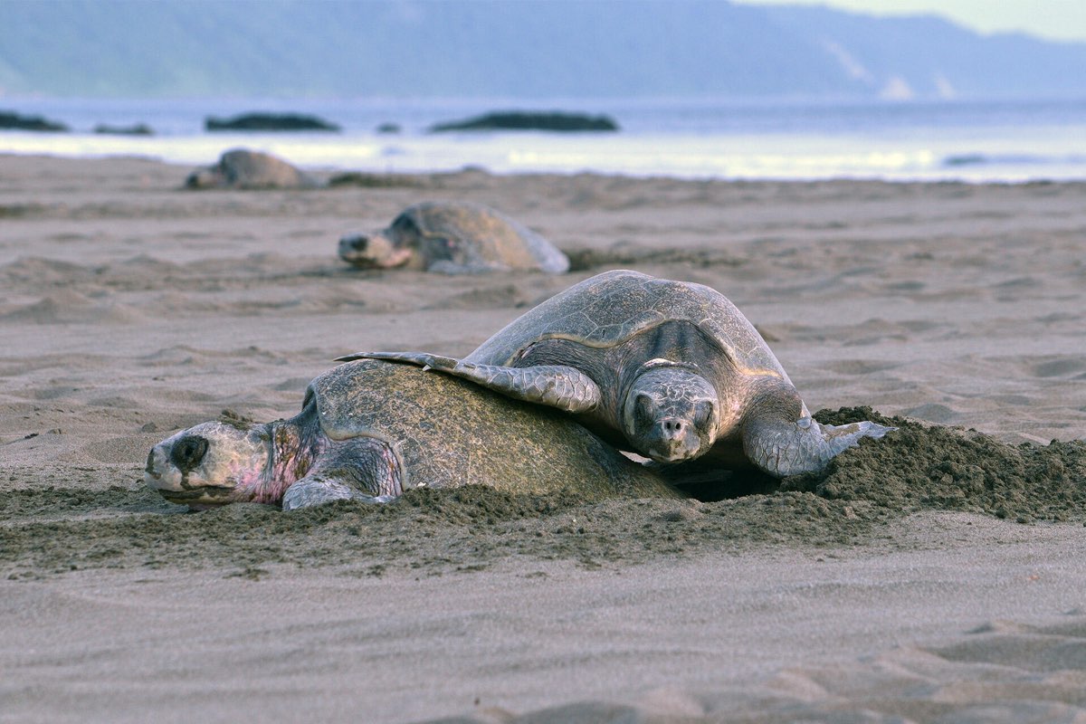 Dos tortugas oliváceas anidando en la arena al amanecer