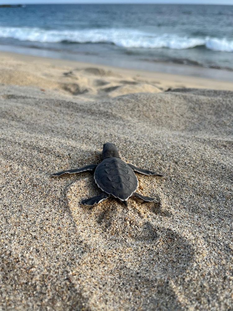 Baby sea turtle hatchling making its way to the ocean