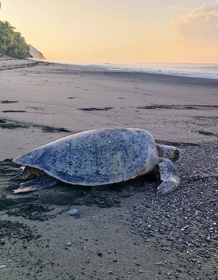 Green sea turtle nesting on the beach